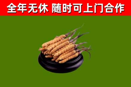 朔州市烟酒回收冬虫夏草.jpg